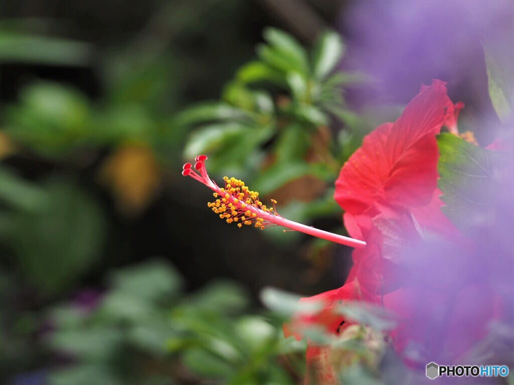 ベランダ華～ⅲ
