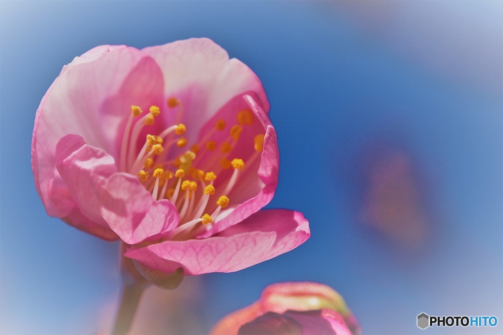 春待ち桜