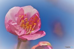春待ち桜