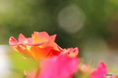 皐月花ー薔薇ー１
