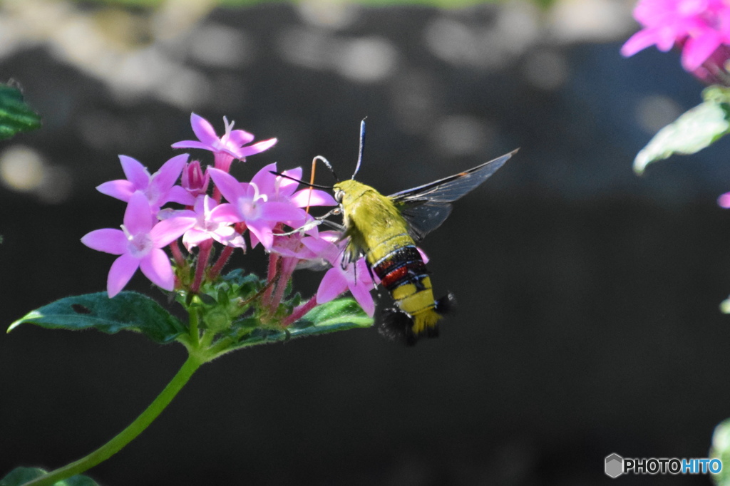 ホウジャクの舞ー２