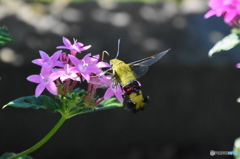 ホウジャクの舞ー２