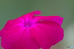文月花ー10