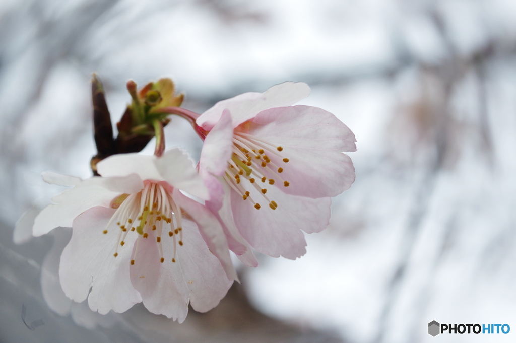 弥生桜