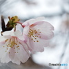 弥生桜