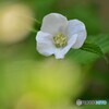 白の山吹