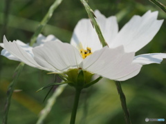 秋桜。