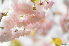 八重桜便り～ⅺ