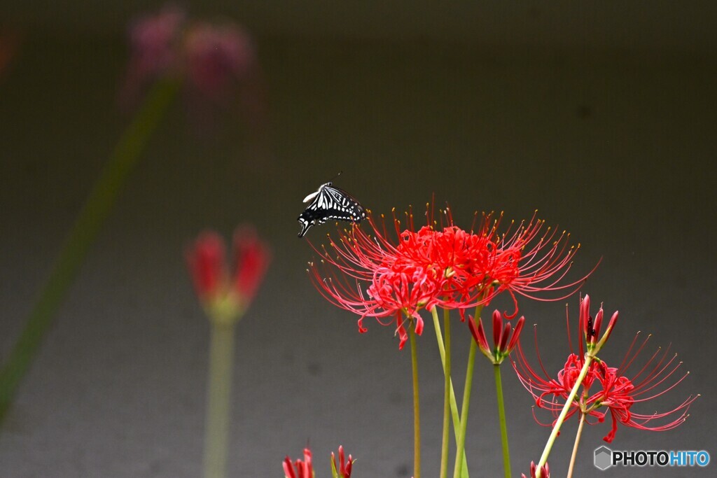 先月の曼珠沙華と蝶～ⅱ