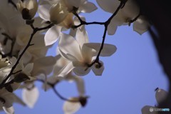 碧空の玉蘭