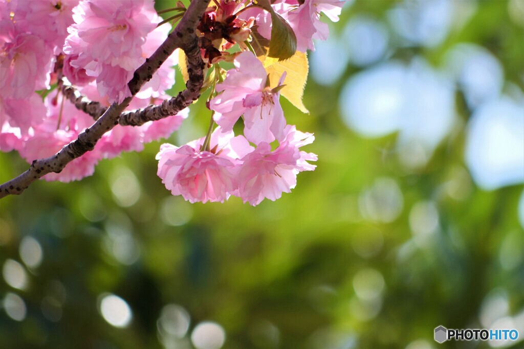 汐入八重桜  関山