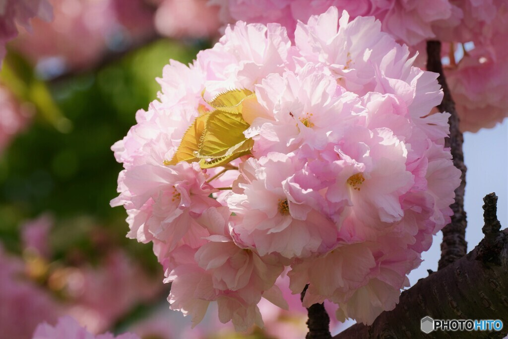 汐入八重桜 糸括り～ⅱ