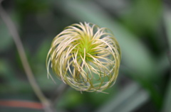 不思議植物