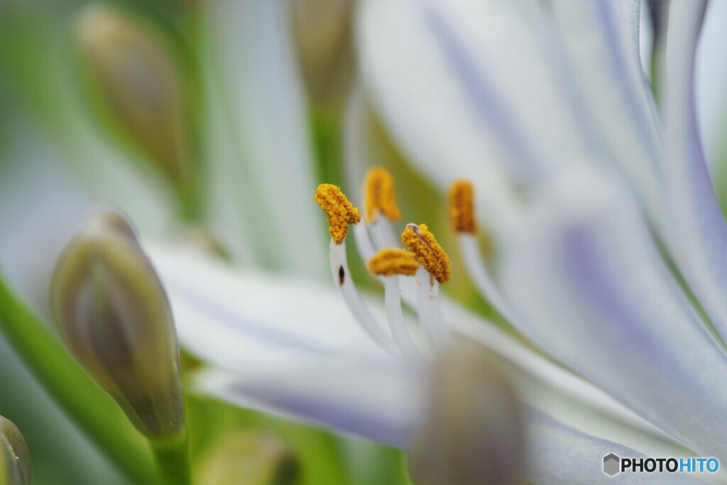 梅雨時に咲く花