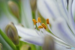 梅雨時に咲く花