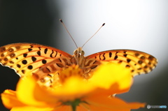 ツマグロヒョウモンの舞－17