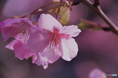 昨年同時期ⅰ