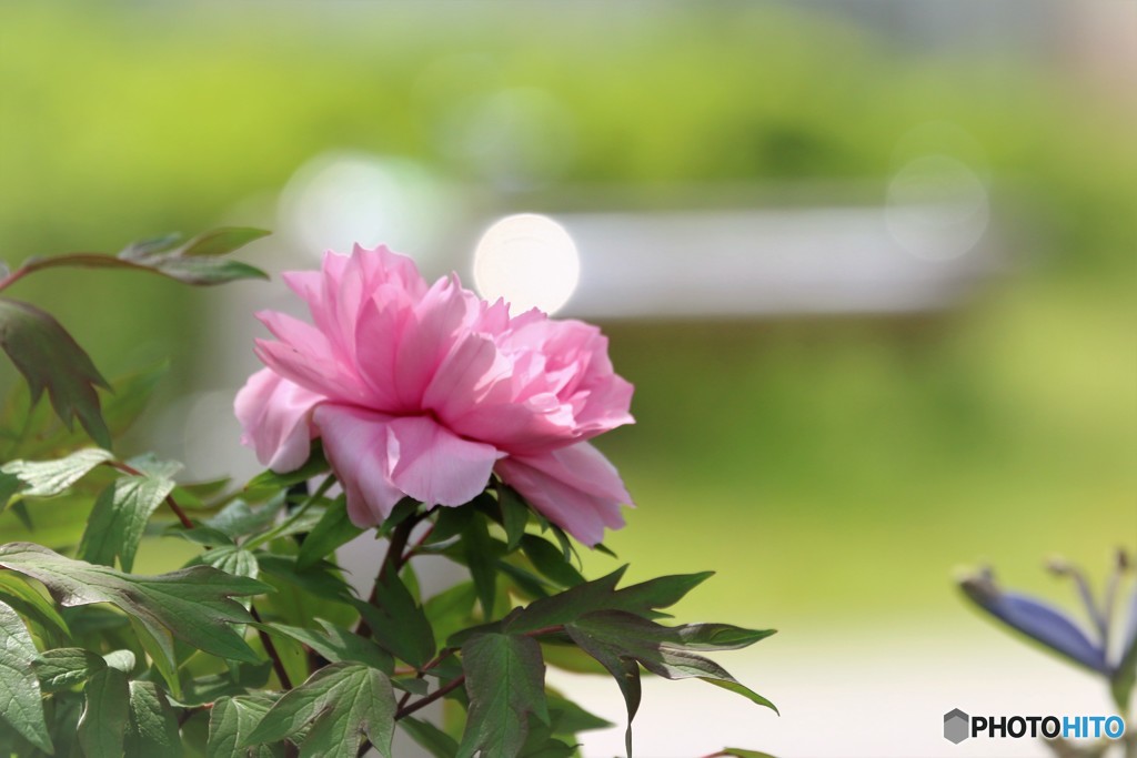 百花王ー②