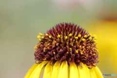 紫馬簾菊