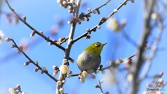 梅が似合う鳥～①
