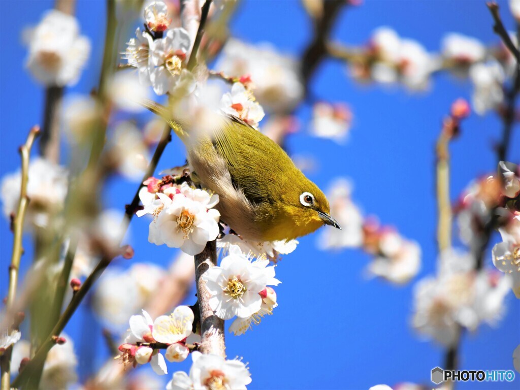 春の使者～ⅲ