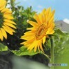 夏本番～ⅱ