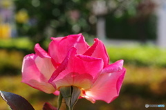 神無月花ー29