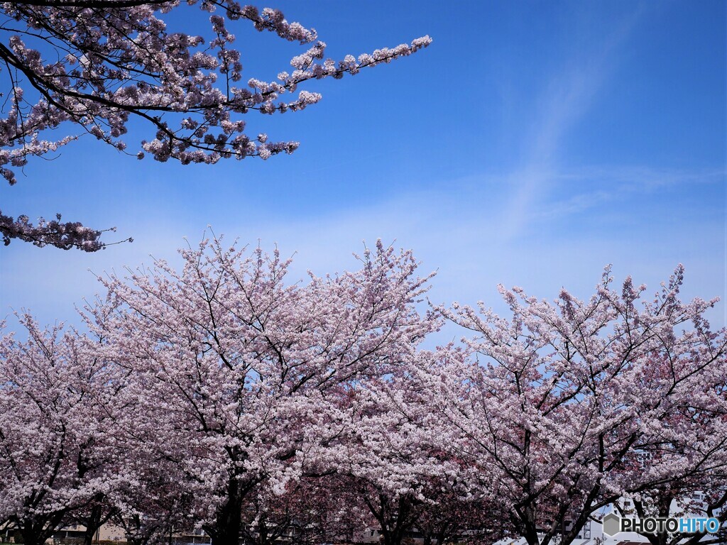 桜便り～xl