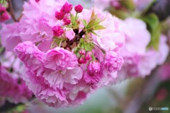 平成最後を咲く桜達～xlv