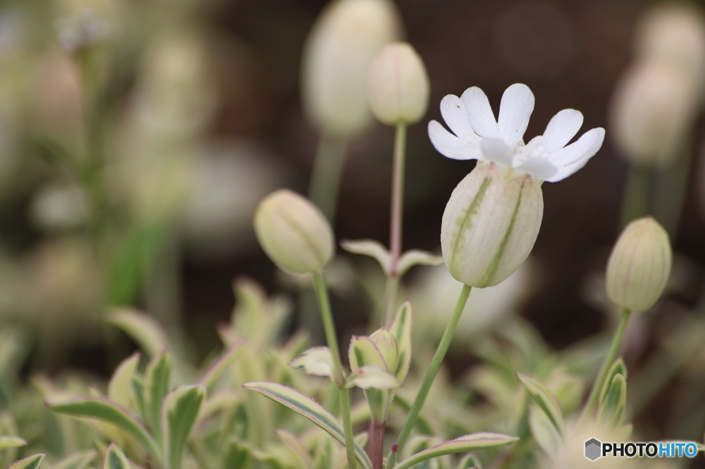 皐月花ー君の名は～