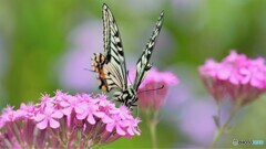 ムシトリ撫子の誘惑～Ⅱ