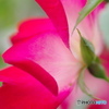 薔薇の誘惑ー②