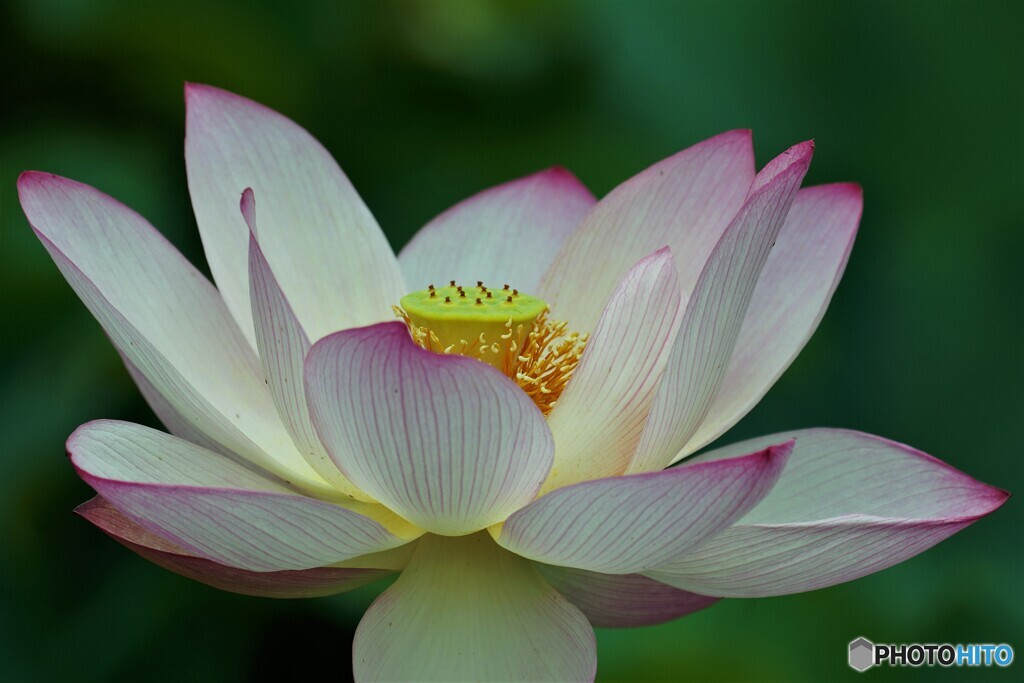7月に見た華～ⅱ
