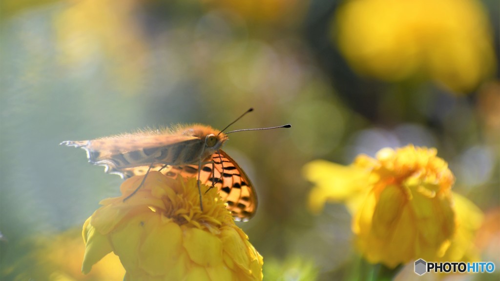 日向ぼっこ、、、。