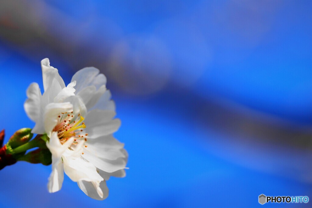 子福桜～ⅳ