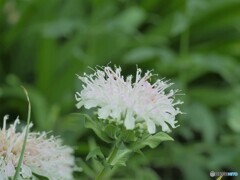 梅雨に咲く～ⅳ