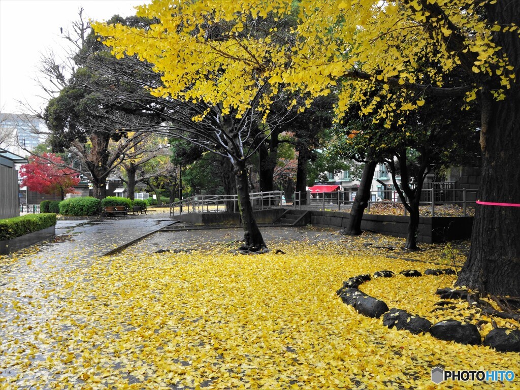 雨の上野の森公園