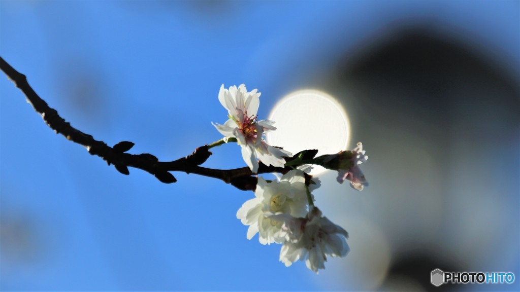 １２月の桜、、、。