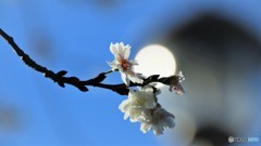 １２月の桜、、、。