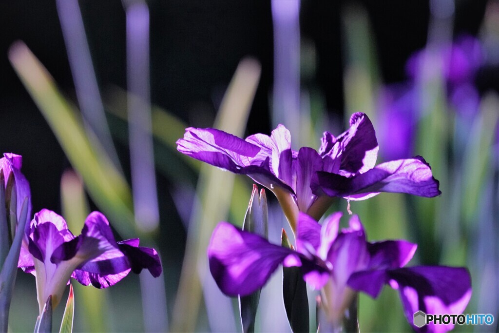 夜の菖蒲園～ⅶ