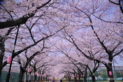 トンネル咲くラ～、、、。