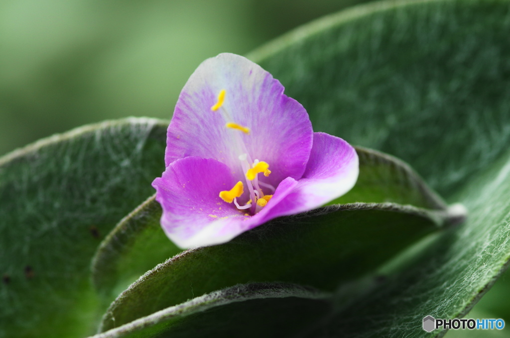 葉月花ー36