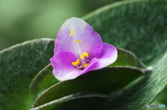 葉月花ー36