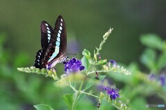 紫に青が舞う～ⅰ