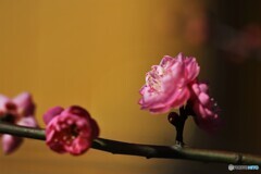 梅便り～xxvi