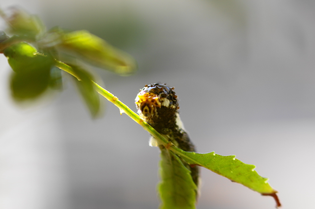 かくれんぼー (３)