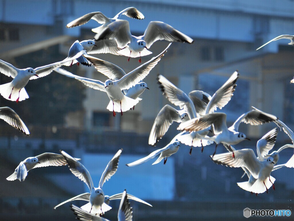 明日への羽ばたき by 4katu （ID：10116506） - 写真共有サイト:PHOTOHITO