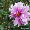陸奥で見た花～ⅱ