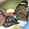 生物園 2020, 夏～⑦