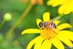 黄花が好きだよ～、、、。